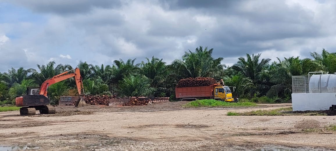 Palm Oil Trees Farm Management 3